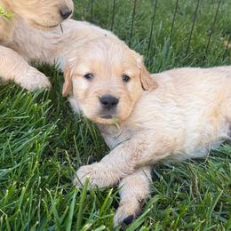 Boy 2 - Light golden male Golden Retriever puppy in San Jacinto, California from Golden Retriever Puppy Bliss