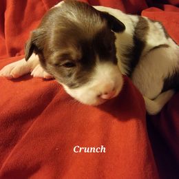 Girl 1 - Border Collie puppy in Chino Valley, Arizona from Dog Pond Border Collies