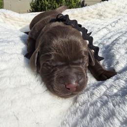 Black - Chocolate male Labrador Retriever puppy in Gainesville, Georgia from Rucker Retrievers