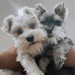 Miniature Schnauzers from Love Me Schanuzers