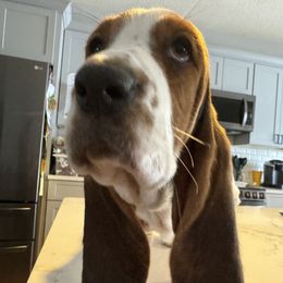 Basset Hound Puppies from Best Friends Bassets