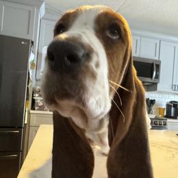 Basset Hound Puppies from Best Friends Bassets