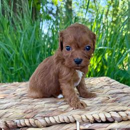 Niles - Red male Cavapoo puppy in Beresford, South Dakota from DAKOTA DOOD RANCH