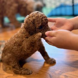 Cavapoo Puppies from Cool Cavapoos