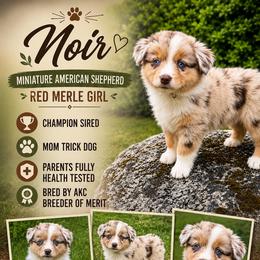 Noir - Red merle female Miniature American Shepherd puppy in Spanaway, Washington from Meadow Run Mini American Shepherds