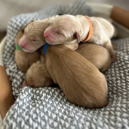 Golden Retriever Puppies from Thegoldendreams1