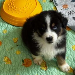 Todd - Black tri-color male Australian Shepherd puppy in Zephyrhills, Florida from Highland Shelties & Aussies