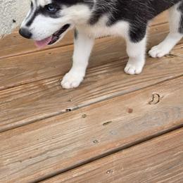 Siberian Husky Puppies from Nikolay Veltchev