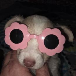 Marshall lilac - Silver male Chihuahua puppy in Seneca, Missouri from Stephanie’s Puppy Colony