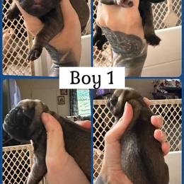 Boy 1 - Fawn male Pug puppy in Winter Haven, Florida from Lisa's Pugalicious Pugs