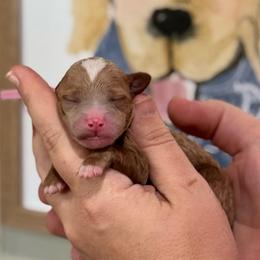 Girl 2 - Red  female Goldendoodle puppy in Wharton, Texas from Little Fur Friends
