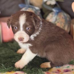 Peach - Red & white female Miniature Australian Shepherd puppy in California from Eagle River Aussies