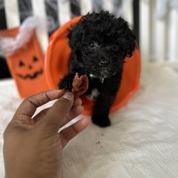 Poodle All Grown Up from Parti-Pawz