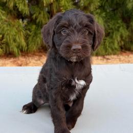 Brown Boy - Chocolate male Australian Labradoodle puppy in West Union, South Carolina from Golden Corner Labradoodles, LLC