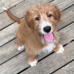 Penny - Aussiedoodle