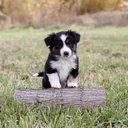 Ethan - Black tri male Miniature American Shepherd puppy in Hamilton, Montana from North Lake Aussies