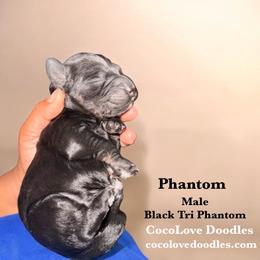Phantom - Phantom male Goldendoodle puppy in Glendale, Arizona from CocoLove Doodles