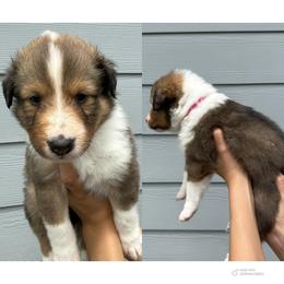 Pink - Sable and white female Shetland Sheepdog puppy in Katy, Texas from Sherock’s Shelties