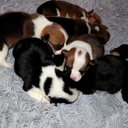 Pembroke Welsh Corgi Puppies from Northwynd Corgis