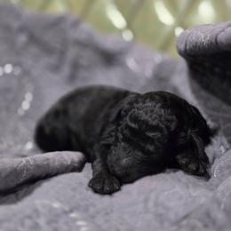 Percheron - Black male Poodle puppy in Conroe, Texas from Pear house farm