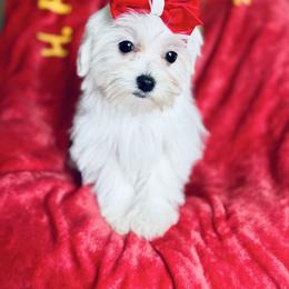 Girl 1 - White female Maltese puppy in Massachusetts from Happy Tail Yorkies and Maltese