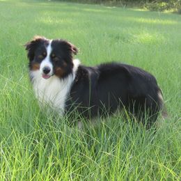 Diesel - Miniature Australian Shepherd