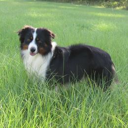Diesel - Miniature Australian Shepherd