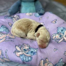 Mr. Bubbles - Cream male Whoodle puppy in Gladewater, Texas from Kalin’s K9s