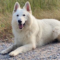 Ryker - Berger Blanc Suisse