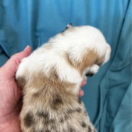 Boy 2 - Red male Pembroke Welsh Corgi puppy in Moundville, Alabama from Cartee Corgis - Debi Cartee Mills