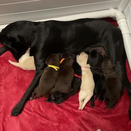 Dilute Retriever and Labrador Retriever Puppies from Longleaf Labradors