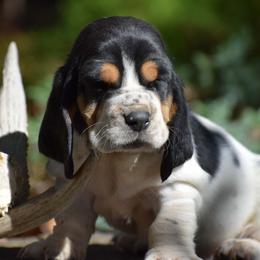 Sally - Black white and tan female Basset Hound puppy in Springfield, Missouri from Baylee’s Bassets