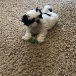 Shih Tzu Puppies from Winter Shih Tzus