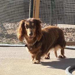 AKC Chocolate and Tan Dapple Female - Dapple female Dachshund puppy in Horizon City, Texas from Willipaws