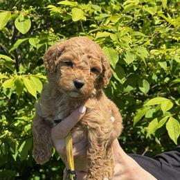 Yellow Collar- Sunny - Apricot female Australian Labradoodle puppy in Ferndale, Washington from Annie's Doodles