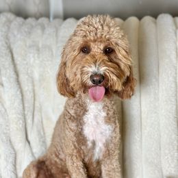 Mya - Goldendoodle