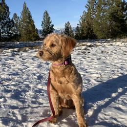 Kona - Goldendoodle