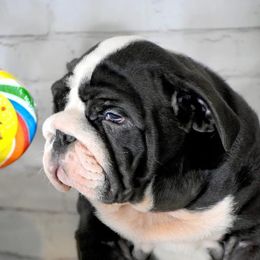 Bulldog Puppies from Dampier Bulldogs Mo
