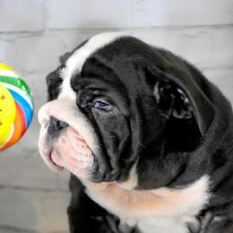 Bulldog Puppies from Dampier Bulldogs Mo