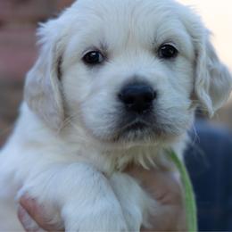Mr Apple Green - Light golden male Golden Retriever puppy in Hayward, California from East Bay Golden Retrievers