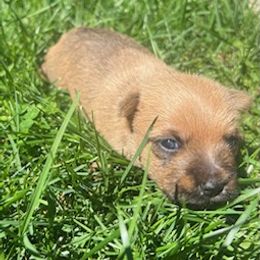 Cairn Terrier Puppies from Shining Waters Farm
