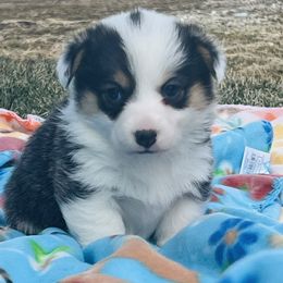 Australian Shepherd, Lagotto Romagnolo, and Pembroke Welsh Corgi Puppies from SS Australian Shepherds