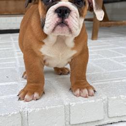 Jinger - Red and white female Bulldog puppy in Cumming, Georgia from Happy Place Kennels