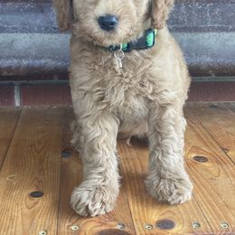 Goldendoodle Puppies from Zink Doodles