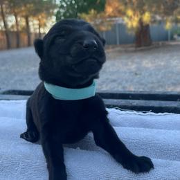 Syrah (Mint) - Black female German Shepherd puppy in Pahrump, Nevada from Wachhund Kennels