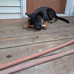 Frieda vom Nutzenhof - Bi-color female German Shepherd puppy in Bath, Michigan from Nutzenhof