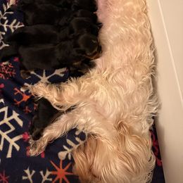 Yorkshire Terrier Puppies from Tails of Joy MA