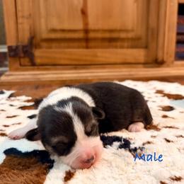 Tri male - Black and tan male Pembroke Welsh Corgi puppy in Johnson City, Texas from McCall Creek Corgis