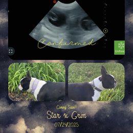 Boston Terrier puppies from Luxe Dynasty