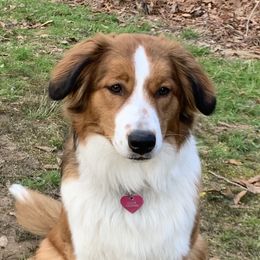 English Shepherds from Goodwin Heritage Homestead